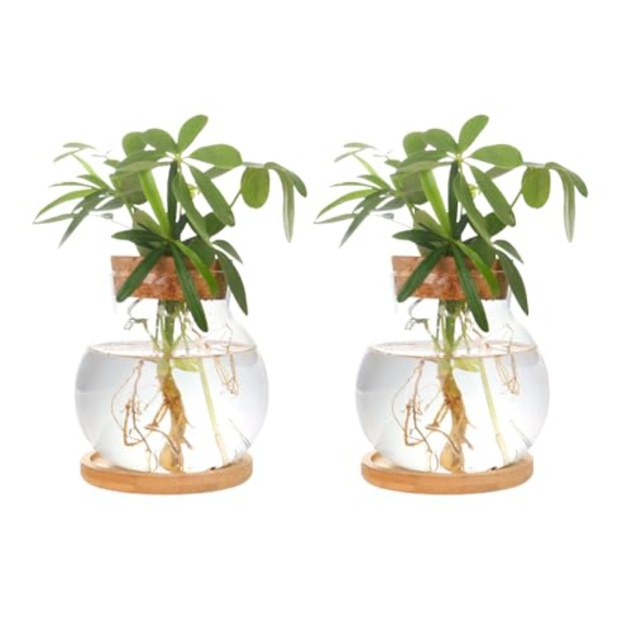Plant Propagation Station, Hyd - огляд і ціна Propagation Station Vase