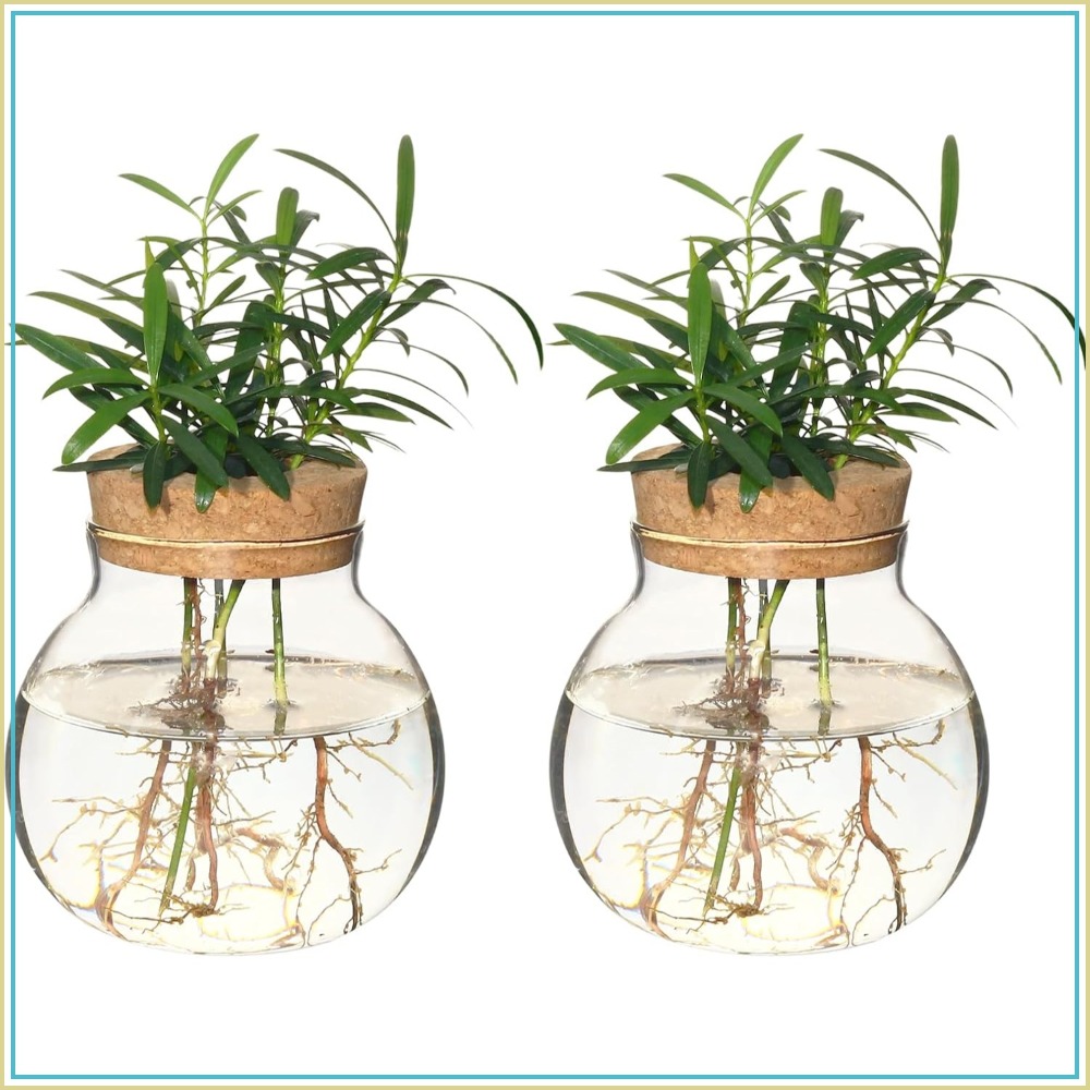 Hydroponic Plant Propagation S - огляд і ціна Propagation Station Vase