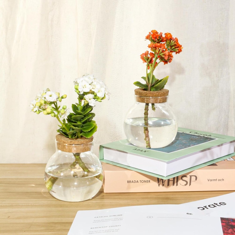 Hydroponic Plant Propagation S - огляд і ціна Propagation Station Vase